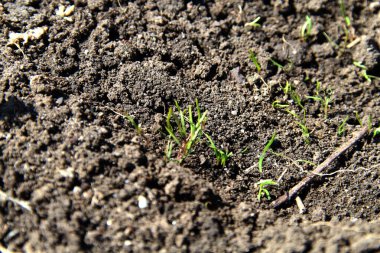 Dil tohumları topraktan filizlenir