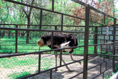 Hayvanat bahçesinde Afrika devekuşu, yerde yiyecek arıyor.