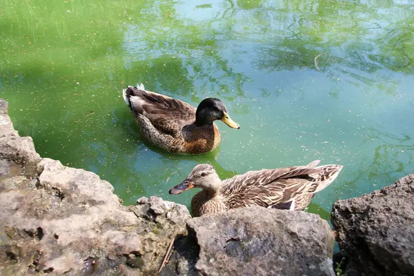 Ördekler hayvanat bahçesinde ev yapımı bir gölde yüzerler.