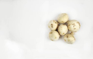 Beyaz arka planda beş şampiyon