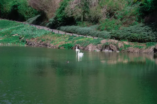 Kuğuların yüzdüğü bir göl.