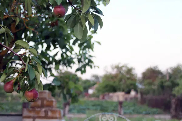 Armutlar alacakaranlıkta bir ağaca tutunur. Metin için boşluk
