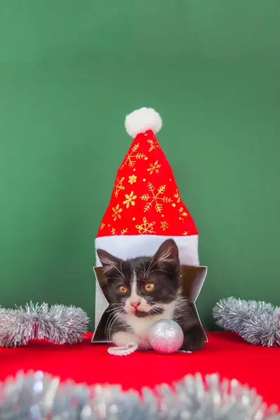 Noel Baba şapkalı bir kedinin yeni yıl fotoğrafı.