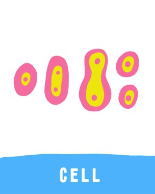 Fen nesnelerinin hafıza kartını öğren. Çocuklar için kelime öğrenmek. Hücre bölme işlemleri ile ilgili güzel bir el çizimi eğitim kartı. Okul öncesi bilim öğrenme materyali