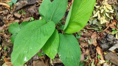 Tarımsal doğa geçmişi olan zerdeçal bitkileri. Bahçedeki zerdeçal bitkisi.