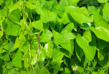 Dioskorea bulbiferası yaygın olarak hava patatesi olarak bilinir, havadan tatlı patates.,