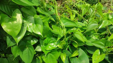 Dioskorea bulbiferası yaygın olarak hava patatesi olarak bilinir, havadan tatlı patates.,