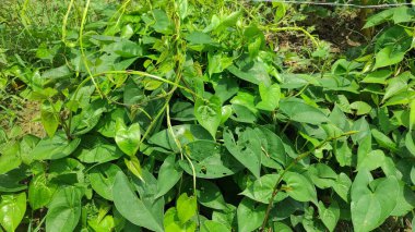 Dioskorea bulbiferası yaygın olarak hava patatesi olarak bilinir, havadan tatlı patates.,