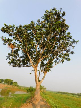           Tarladaki bir grup ağacı yeniden boyutlandır