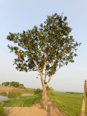           Tarladaki bir grup ağacı yeniden boyutlandır