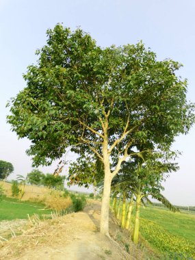           Görkemli bir Jamun ağacı (Syzygium cumini) dimdik durur, sağlam gövdesi ve dalları gökyüzüne doğru uzanır, rüzgarda hışırdayan yemyeşil yapraklarıyla, değerli meyvelerinin gelmesini bekler..