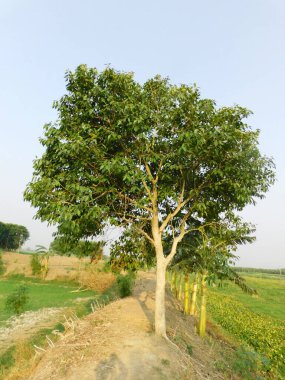           Görkemli bir Jamun ağacı (Syzygium cumini) dimdik durur, sağlam gövdesi ve dalları gökyüzüne doğru uzanır, rüzgarda hışırdayan yemyeşil yapraklarıyla, değerli meyvelerinin gelmesini bekler..