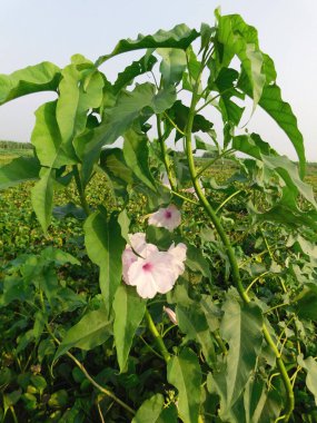           Tarlada Ipomoea carnea çiçekleri. Yapraklı güzel bir çiçek. Endonezya 'da nilüfer çiçeği için beyaz çiçek sıklıkla trompet çiçeği olarak adlandırılırken, İngilizcede buna plaj ay çiçeği denir..