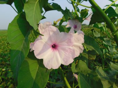           Tarlada Ipomoea carnea çiçekleri. Yapraklı güzel bir çiçek. Endonezya 'da nilüfer çiçeği için beyaz çiçek sıklıkla trompet çiçeği olarak adlandırılırken, İngilizcede buna plaj ay çiçeği denir..