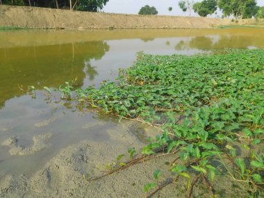     Bereketli su ıspanağı (Ipomoea aquatica) kristal berrak bir gölette gelişerek canlı yeşillik ve dingin bir güzellik sergiliyor. Herhangi bir yere ferahlatıcı, doğal bir dokunuş eklemek için mükemmel..      