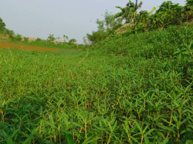  Doğa, en geniş anlamda, doğal, fiziksel, maddi dünya ya da evrendir. 