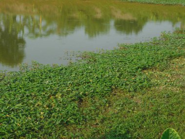 Doğa, en geniş anlamda, doğal, fiziksel, maddi dünya ya da evrendir. 