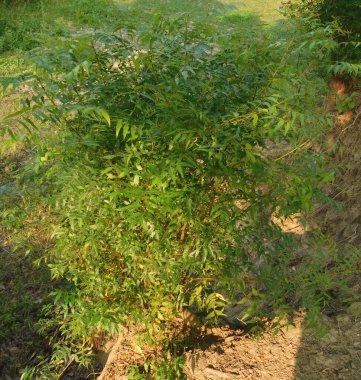       Neem leaf blur background,azadirachta indica - commonly known as neem tree bark of Medicinal Neem with leaves natural background    