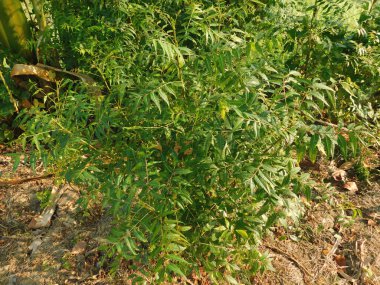       Neem leaf blur background,azadirachta indica - commonly known as neem tree bark of Medicinal Neem with leaves natural background    