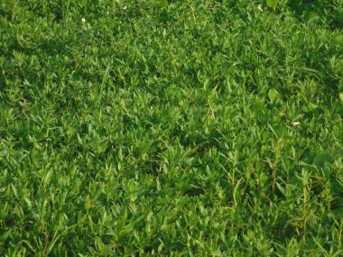    Arka planda Alternanthera Philoxeroides yeşili.       