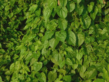     Mikania micrantha, Asteraceae familyasından tropik bir bitki türü. Mikania micrantha Kunth Hindistan 'da' Jarmani Lota 'olarak bilinen bir dağcı keneviri..       