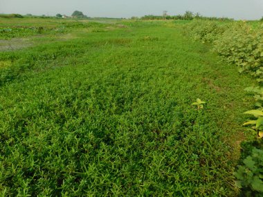    Alternanthera philoxeroides, Güney Amerika 'nın ılıman bölgelerinde yaşayan bir yerli türüdür.       