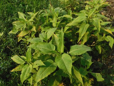           Ot Persicaria lapathifolia tarlaların arasında yetişir..