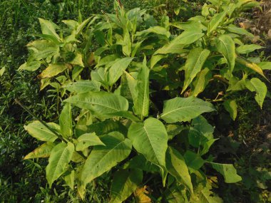           Ot Persicaria lapathifolia tarlaların arasında yetişir..
