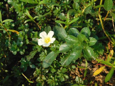          Kamboçya. Ludwigia Adscendens, çiçekli bir çiçek tohumu türüdür.. 