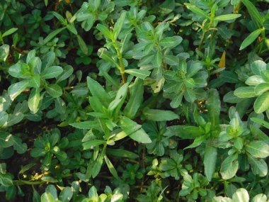           Kamboçya. Ludwigia Adscendens, çiçekli bir çiçek tohumu türüdür..       