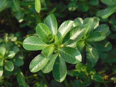           Kamboçya. Ludwigia Adscendens, çiçekli bir çiçek tohumu türüdür..       