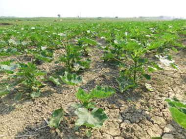        Asya 'daki ev bahçesinde yetişen bamya bitkisi, günbatımında günbatımında sıcak ışık, tarım endüstrisi, kadın parmak çiftçiliği    
