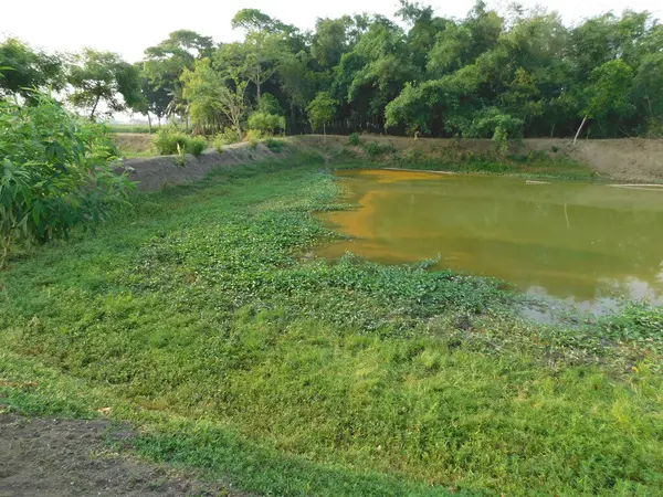 stock image     Lush water spinach (Ipomoea aquatica) thriving atop a crystal-clear pond, showcasing vibrant greenery and serene beauty. Perfect for adding a refreshing, natural touch to any space.      