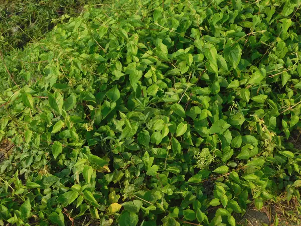   Mikania micrantha, Asteraceae familyasından tropik bir bitki türü. Mikania micrantha Kunth Hindistan 'da' Jarmani Lota 'olarak bilinen bir dağcı keneviri..        