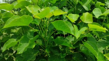 Jatropha curcas 'ın sürdürülebilir enerjideki inanılmaz potansiyelini araştırın. Biyoyakıt üretimi, çevresel faydaları ve ekonomik etkileri hakkında bilgi edinin. # JatrophaCurcas # Biyoyakıt # Sürdürülebilir Enerji