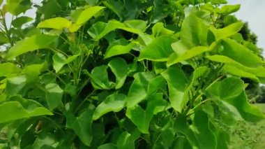 Jatropha curcas: biyoyakıtta devrim yaratan bir bitki. Tarım, çevresel faydalar ve sürdürülebilir enerji üzerindeki etkisi hakkında bilgi edinin. # Yeşil Enerji # Biyoyakıt