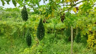 Gelişen Acı Kabak Bitkisi: Bir Bahçıvanın Başarı Rehberi