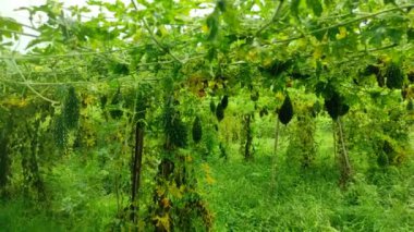 Gelişen Acı Kabak Bitkisi: Bir Bahçıvanın Başarı Rehberi