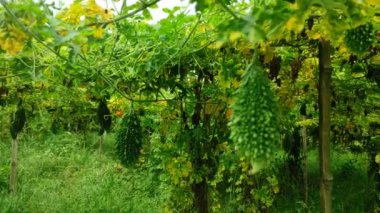 Gelişen Acı Kabak Bitkisi: Bir Bahçıvanın Başarı Rehberi