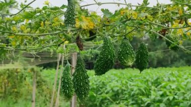 Gelişen Acı Kabak Bitkisi: Bir Bahçıvanın Başarı Rehberi