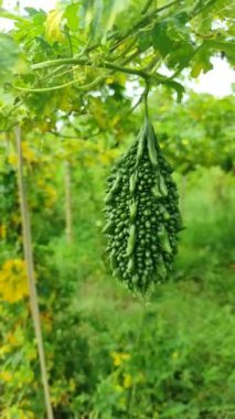 Gelişen Acı Kabak Bitkisi: Bir Bahçıvanın Başarı Rehberi