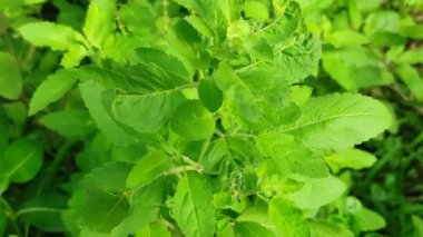 Bahçede büyüyen güzel yeşil fesleğen