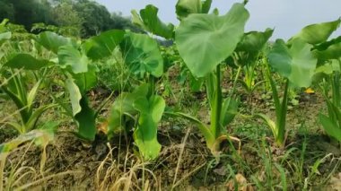 Keşfedin Colocasia Esculenta: çok yönlü tropikal bitki! Bu kısa rehberde tarım, aşçılık kullanımları ve sağlık yararları hakkında bilgi edinin.