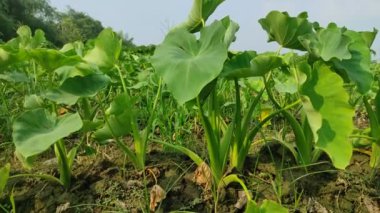 Keşfedin Colocasia Esculenta: çok yönlü tropikal bitki! Bu kısa rehberde tarım, aşçılık kullanımları ve sağlık yararları hakkında bilgi edinin.