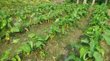 Keşfedin Colocasia Esculenta: çok yönlü tropikal bitki! Bu kısa rehberde tarım, aşçılık kullanımları ve sağlık yararları hakkında bilgi edinin.