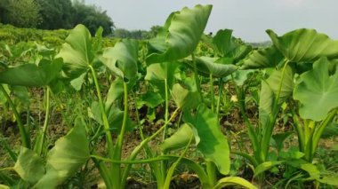 Keşfedin Colocasia Esculenta: çok yönlü tropikal bitki! Bu kısa rehberde tarım, aşçılık kullanımları ve sağlık yararları hakkında bilgi edinin.