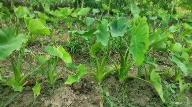 Keşfedin Colocasia Esculenta: çok yönlü tropikal bitki! Bu kısa rehberde tarım, aşçılık kullanımları ve sağlık yararları hakkında bilgi edinin.
