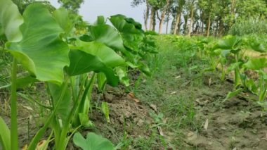 Keşfedin Colocasia Esculenta: çok yönlü tropikal bitki! Bu kısa rehberde tarım, aşçılık kullanımları ve sağlık yararları hakkında bilgi edinin.