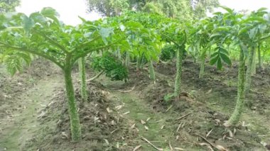 Görkemli Fil Kulak Ağacı 'nı keşfedin! Bu büyüleyici videoda etkileyici boyutunu, tropikal yaşam alanını ve yemyeşil yapraklarını keşfedin..