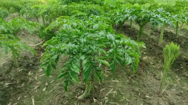 Görkemli Fil Kulak Ağacı 'nı keşfedin! Bu büyüleyici videoda etkileyici boyutunu, tropikal yaşam alanını ve yemyeşil yapraklarını keşfedin..